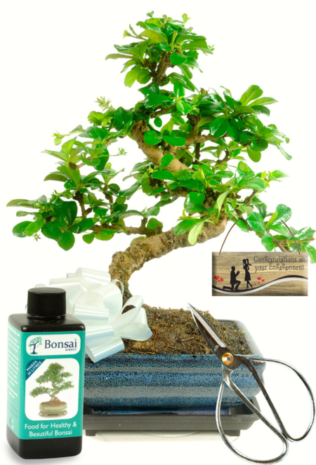 Flowering Engagement Tea Tree bonsai gift for sale UK