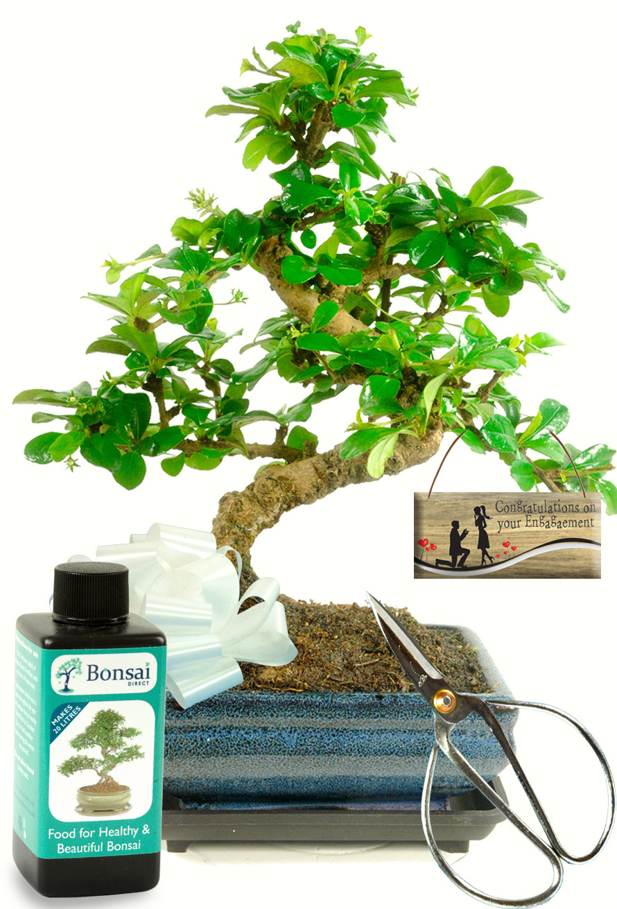 Flowering Engagement Tea Tree bonsai gift for sale UK