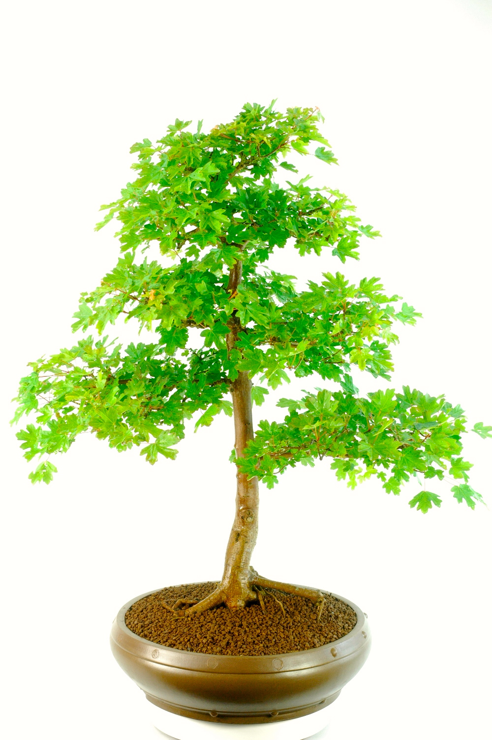 Extra-Large Specimen English Field Maple Bonsai - Outstanding