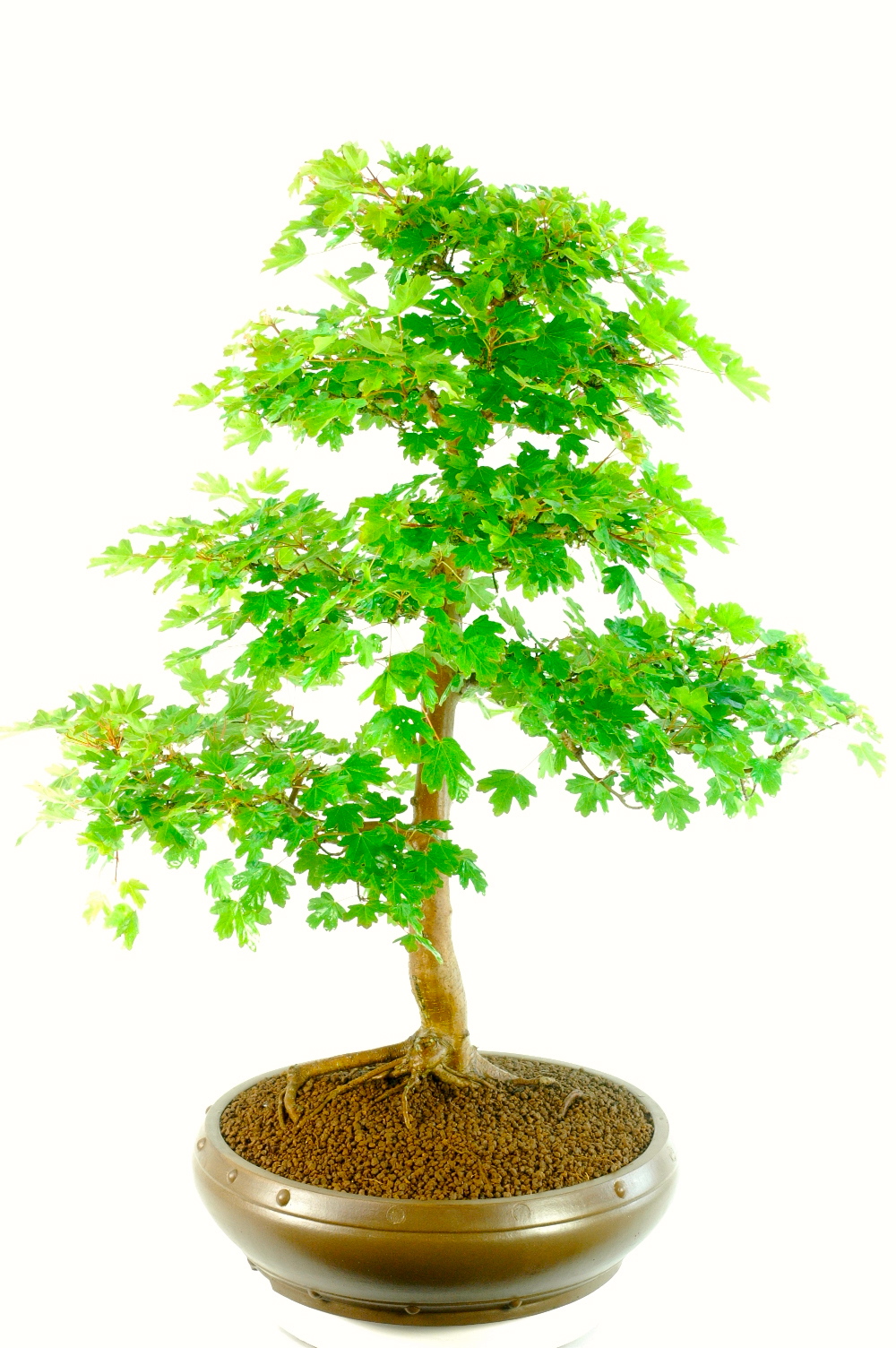 Extra-Large Specimen English Field Maple Bonsai - Outstanding