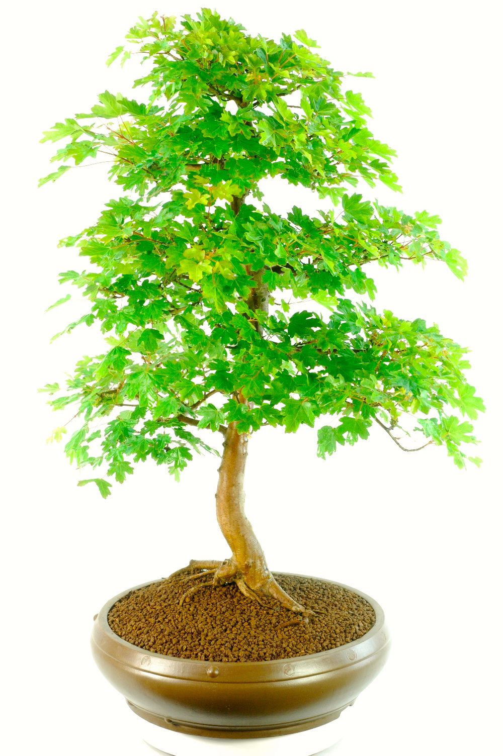 Extra-Large Specimen English Field Maple Bonsai - Outstanding