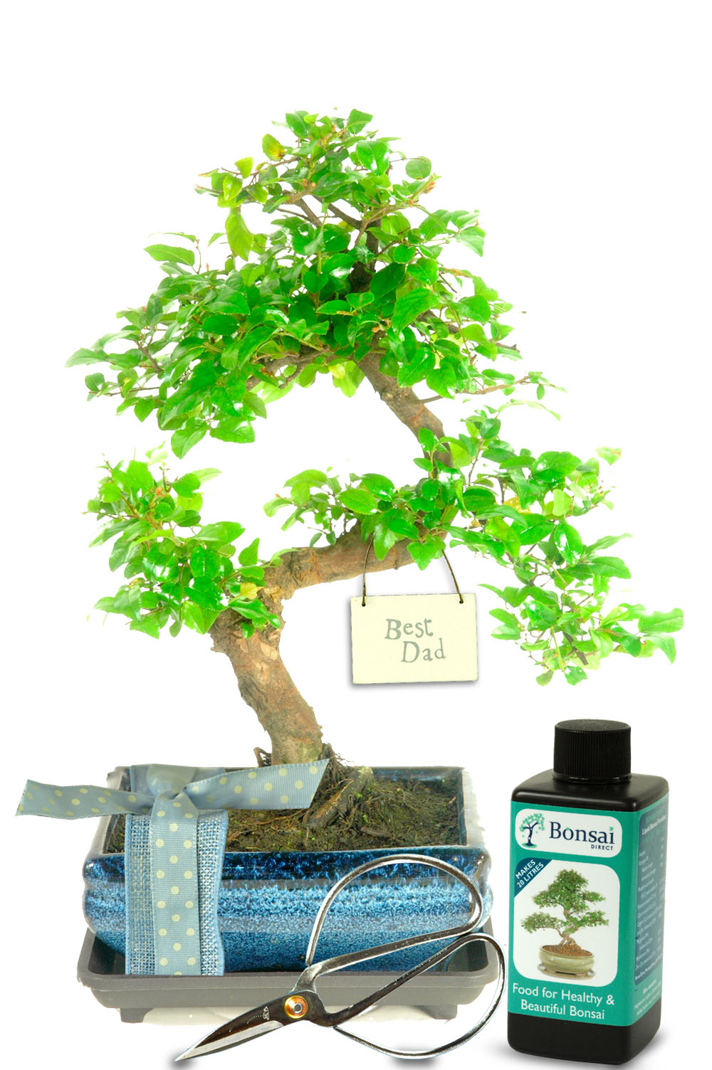 Fruiting Indoor bonsai tree kit for Fathers Day