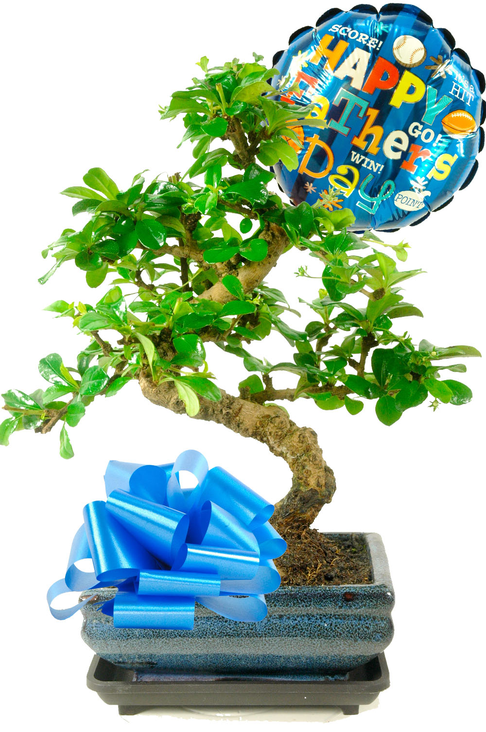 Fathers Day Bonsai Gift with balloon