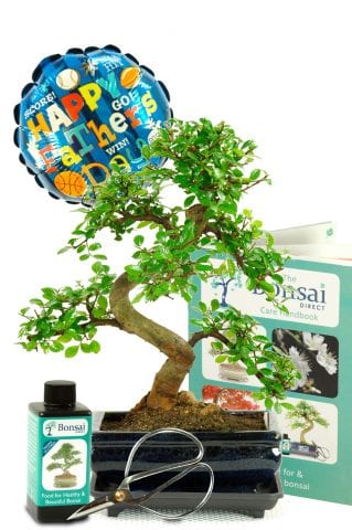Comprehensive Chinese Elm Bonsai Fathers Day gift