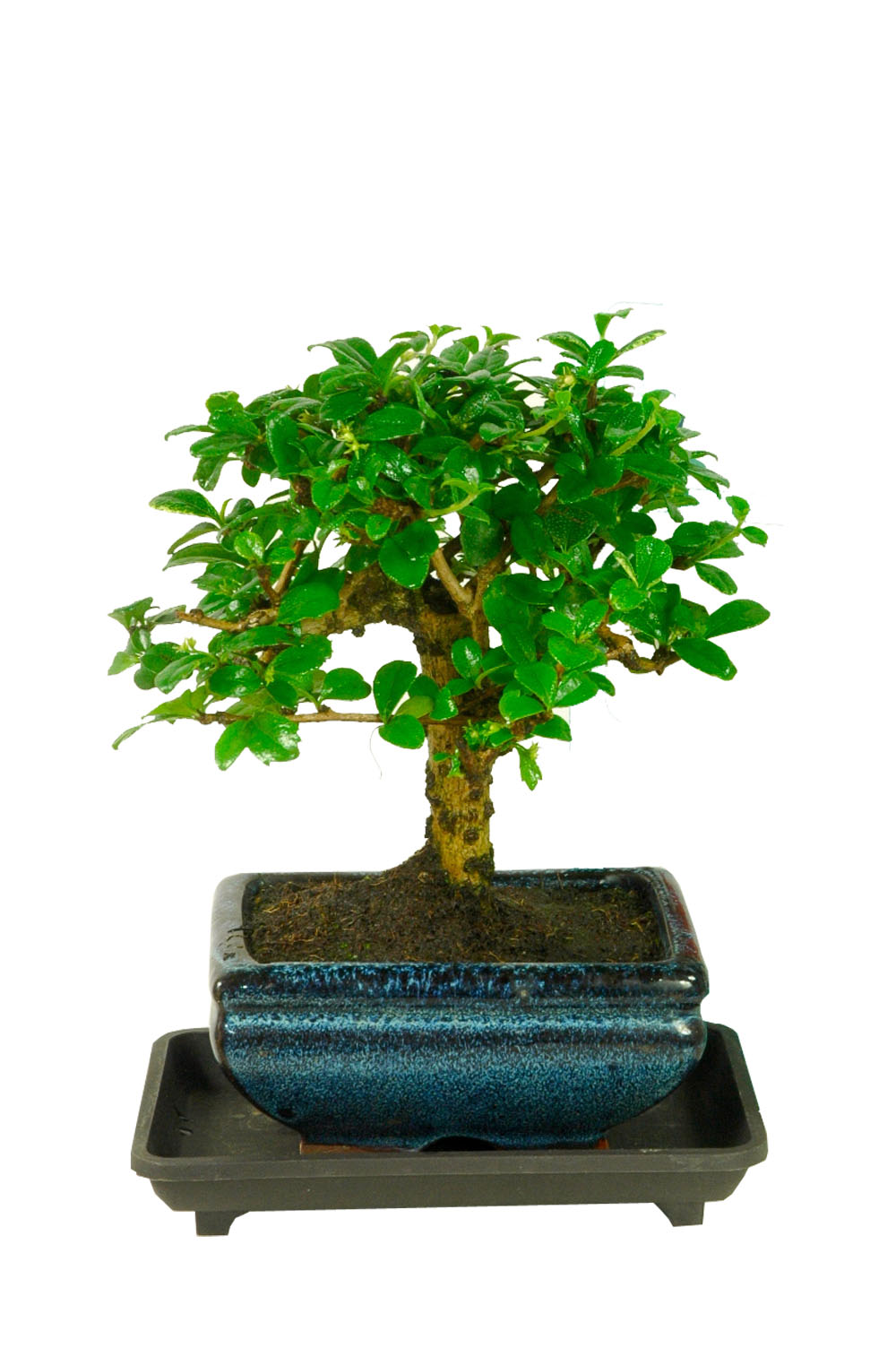 Flowering Baby Bonsai Tree with Drip Tray