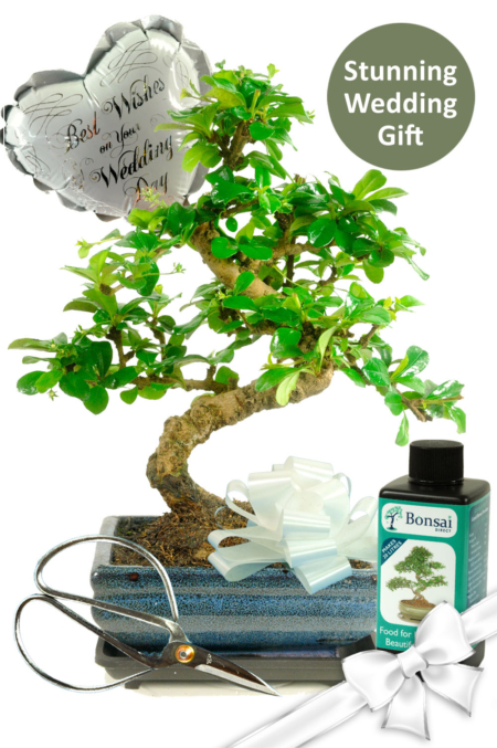 Flowering Bonsai Wedding Gift Set