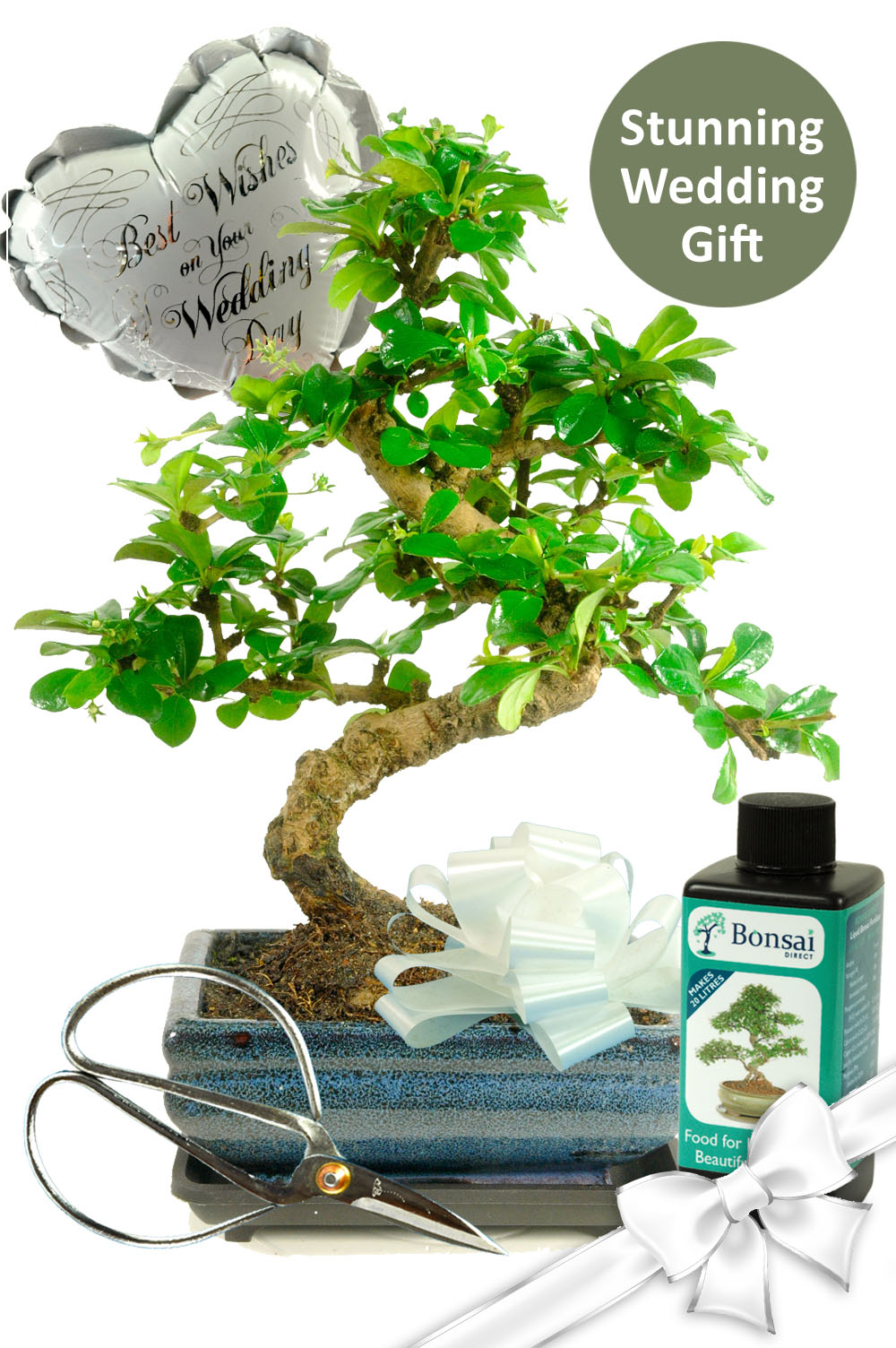 Flowering Bonsai Wedding Gift Set