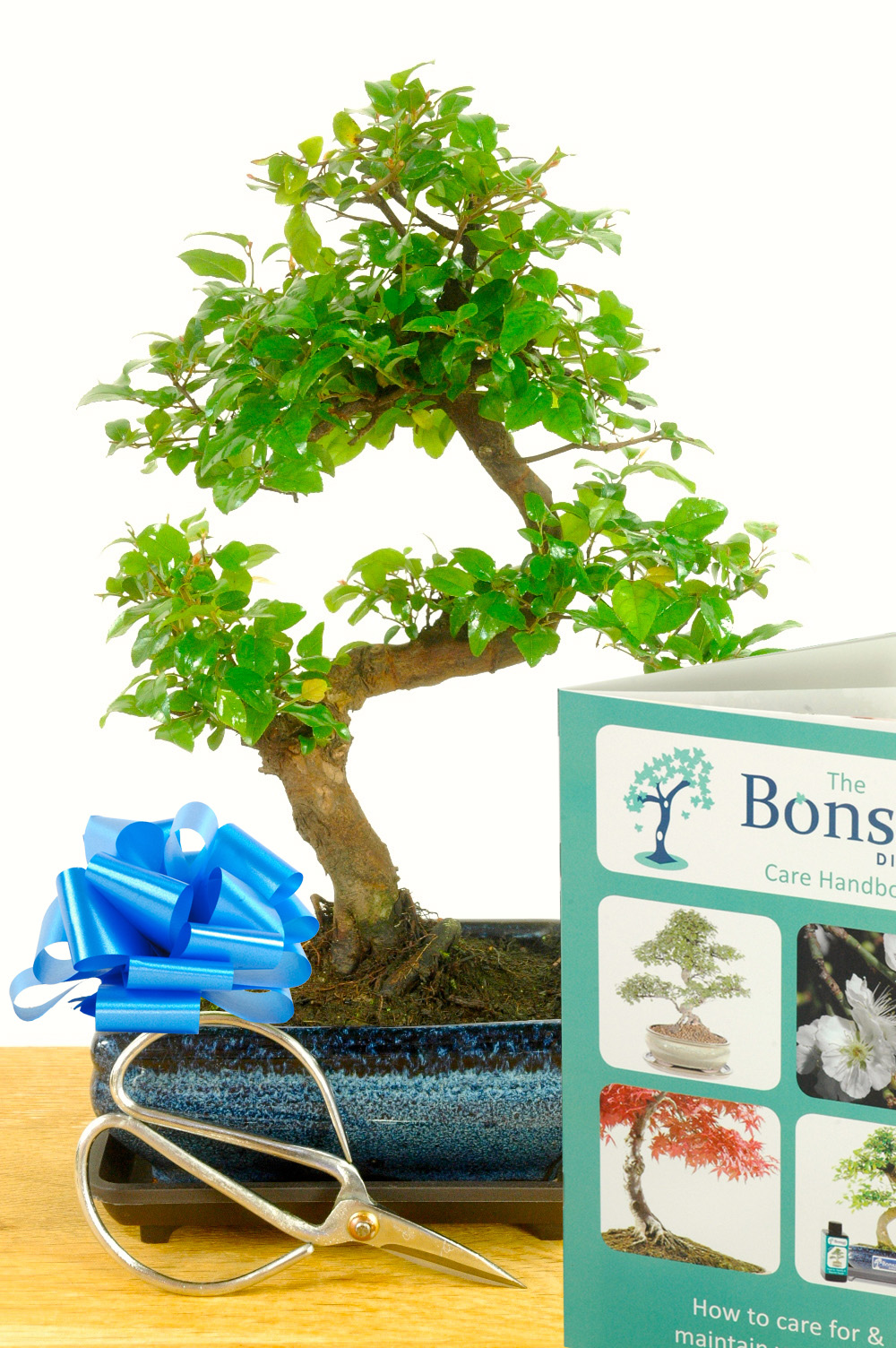 Fruiting Sweet Plum Bonsai Starter Kit