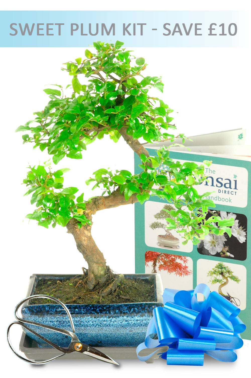 Fruiting Sweet Plum Bonsai Starter Kit