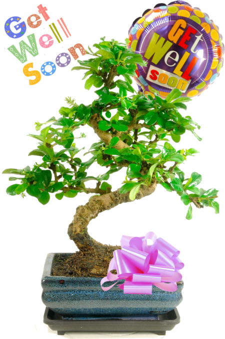 Get Well Flowering Bonsai Gift