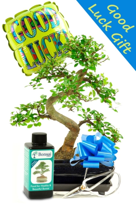 Good Luck Bonsai Gift - Chinese Elm Indoor Bonsai