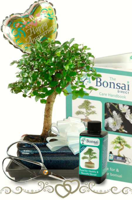 Gorgeous Baby Bonsai Anniversary Gift Set