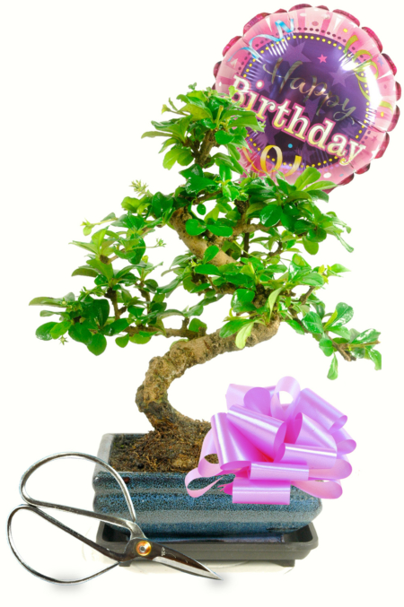 Happy Birthday ~ For Her {Bonsai Gift set 1} (HER1)