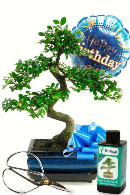 Beautiful Bonsai Birthday Kit for him