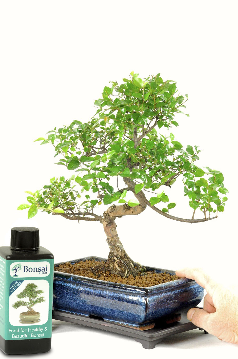 MEDIUM SWEET PLUM (SAGERETIA) with tray & feed