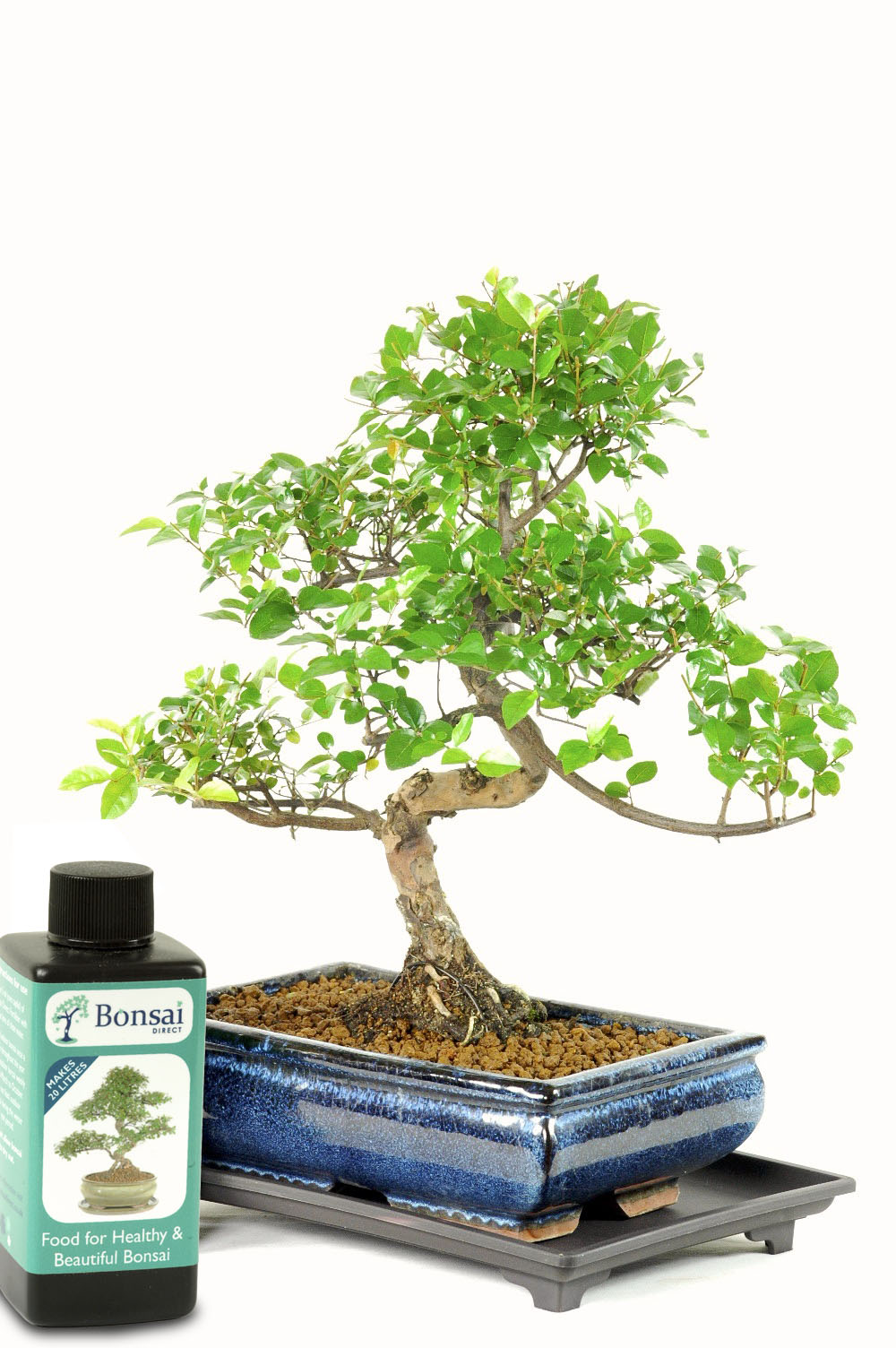 Outstanding value Sweet Plum (Sageretia) Indoor bonsai