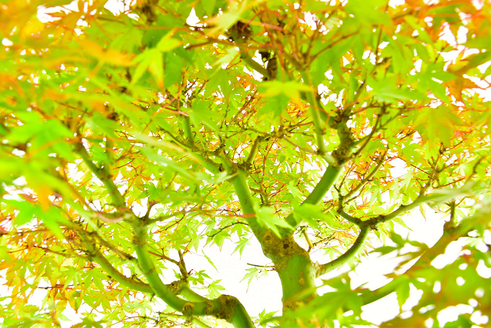 Incredible Specimen Japanese Maple Bonsai (Acer palmatum)