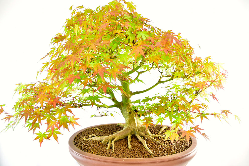 Incredible Specimen Japanese Maple Bonsai (Acer palmatum)
