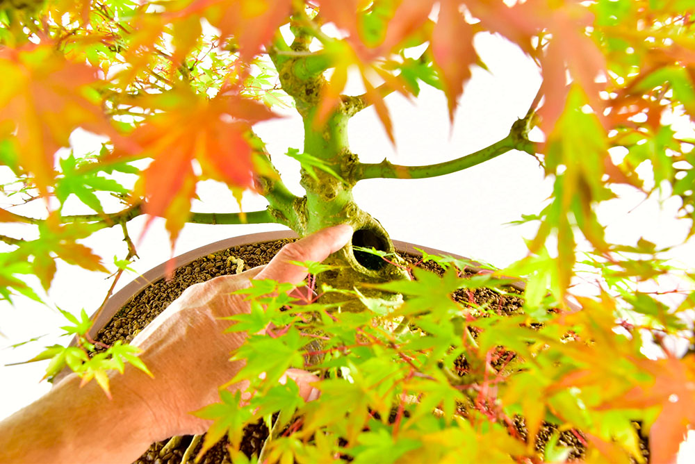 Incredible Specimen Japanese Maple Bonsai (Acer palmatum)