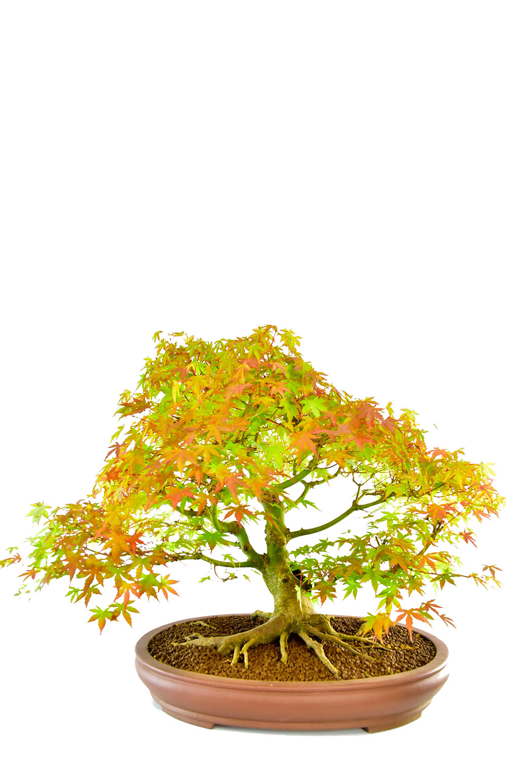 Incredible Specimen Japanese Maple Bonsai (Acer palmatum)