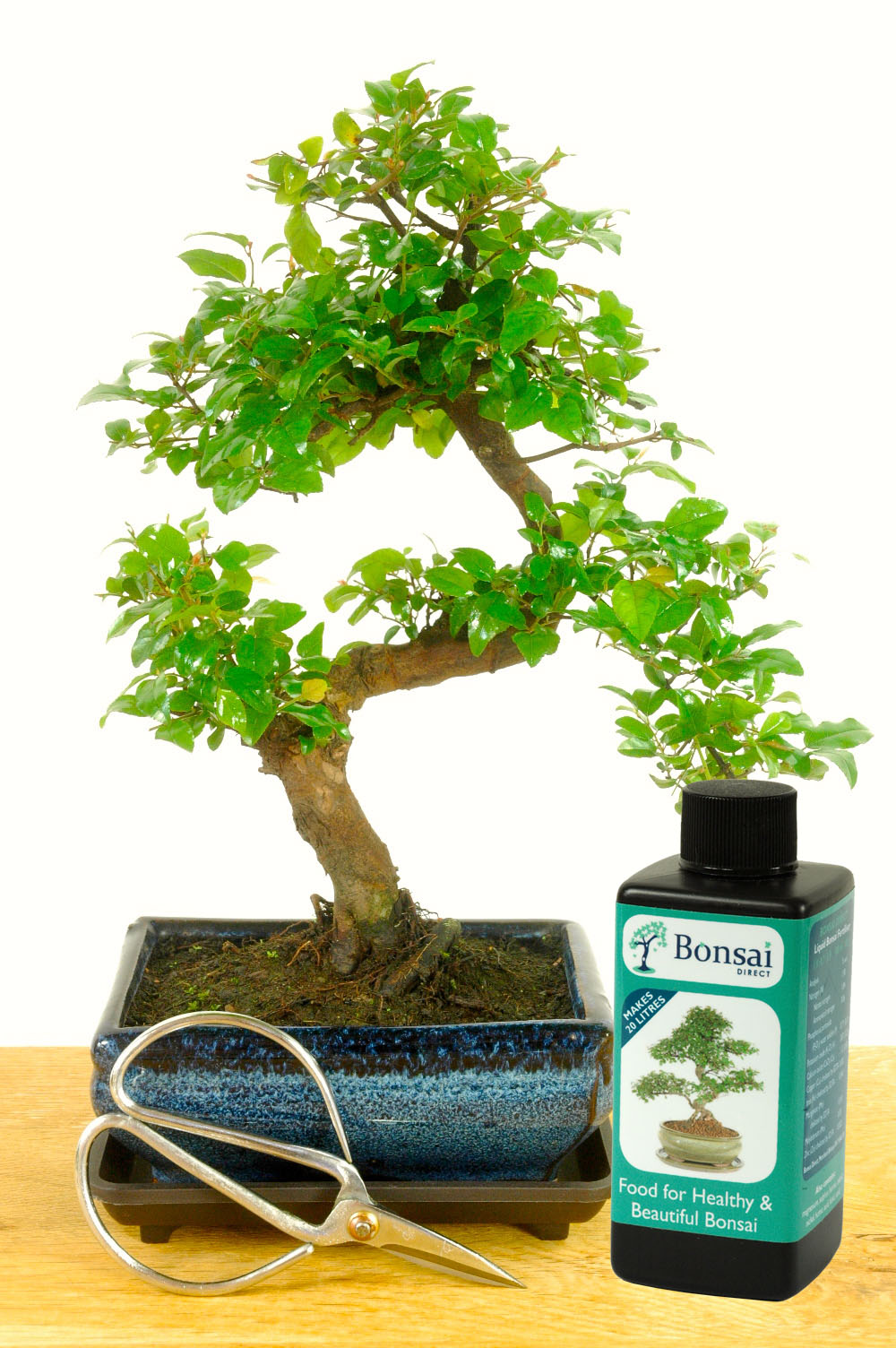 Indoor Bonsai Kit1