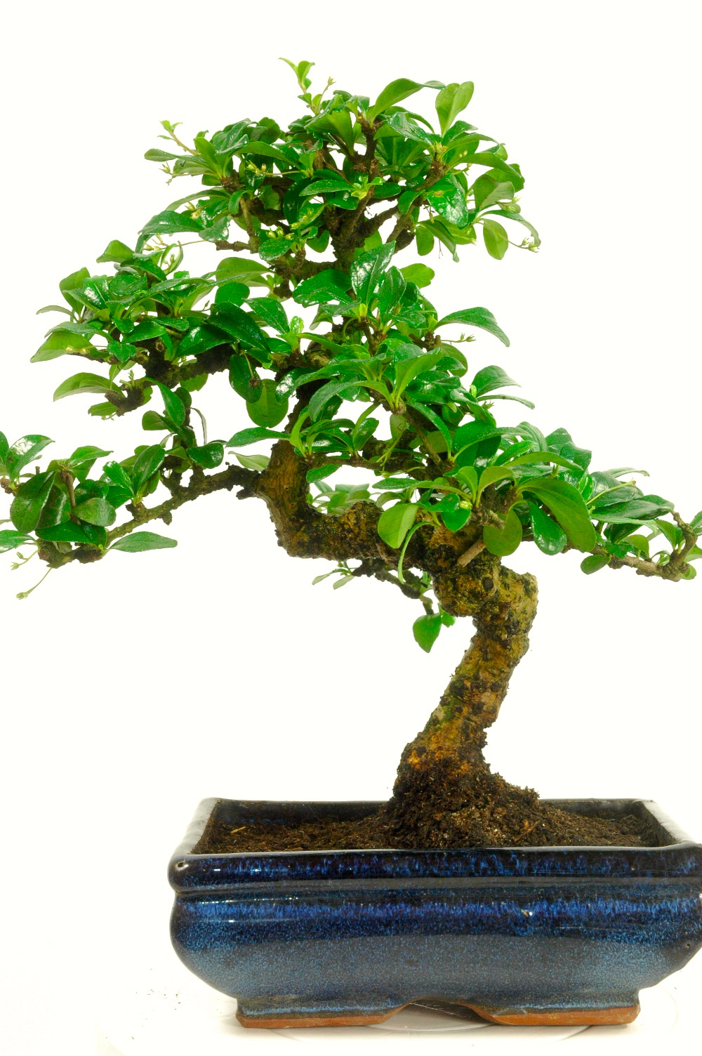 Indoor Carmona Bonsai - Larger Size.