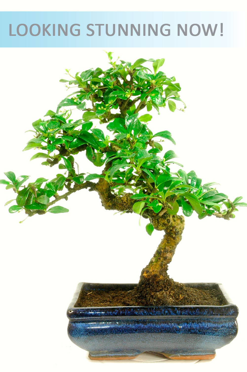 Indoor Carmona Bonsai - Larger Size.