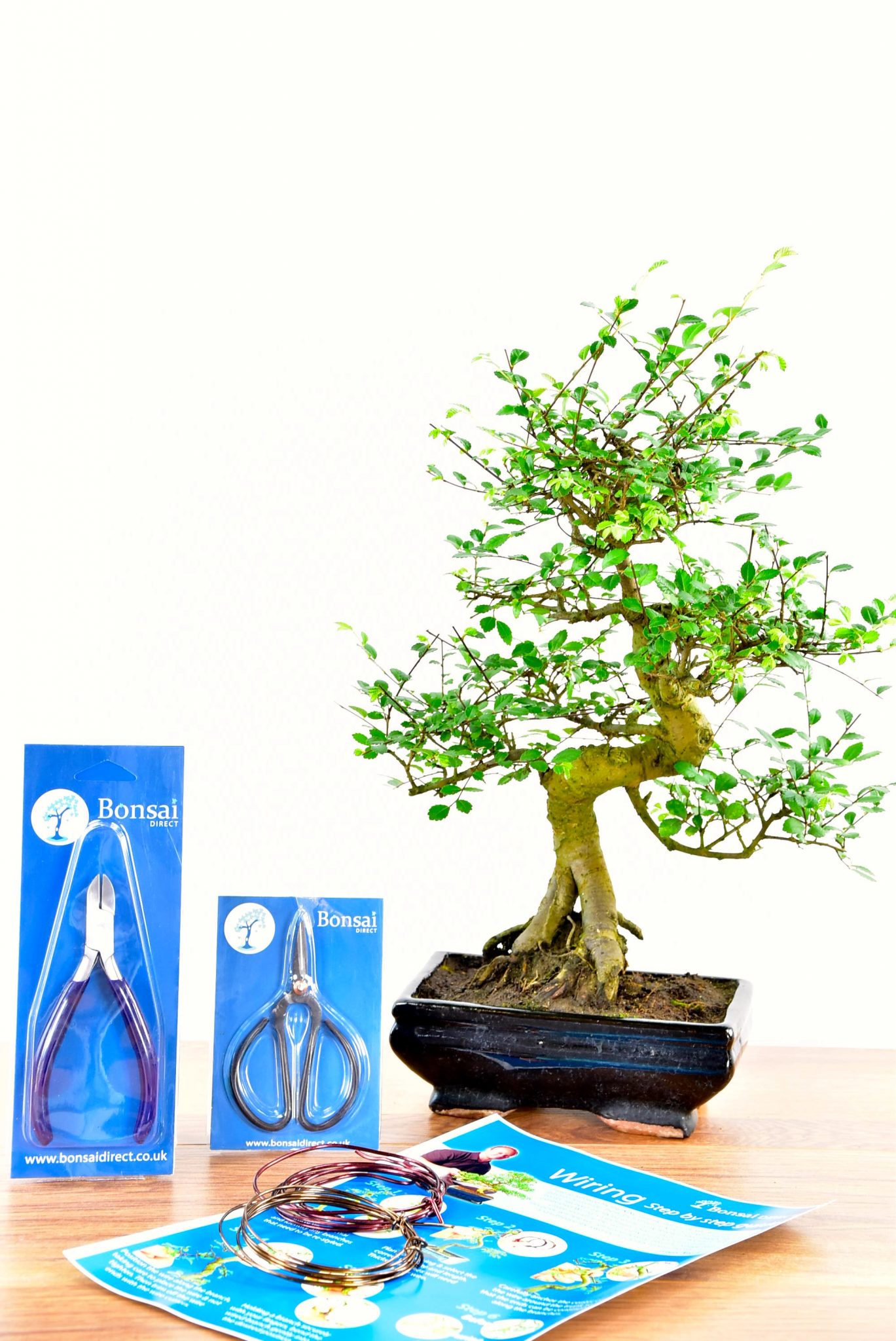 Large Twisty Bonsai Kit - Pruning & Wiring
