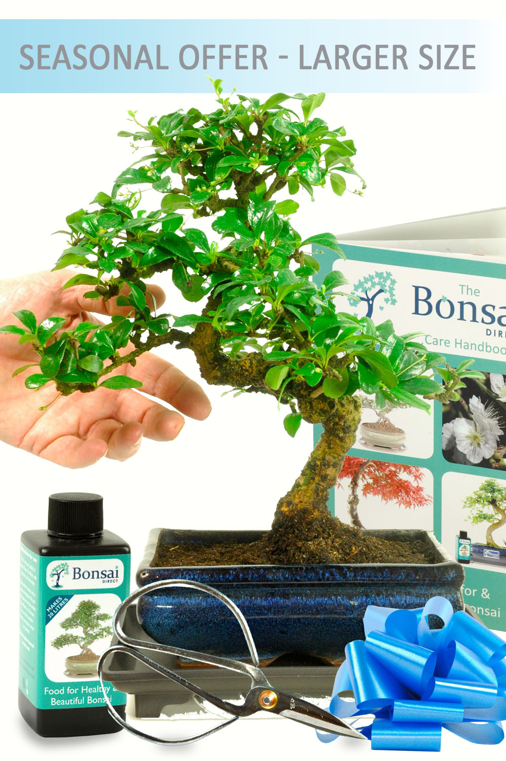 Larger Twisty Flowering Indoor Bonsai Kit