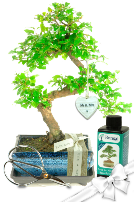 Mr & Mrs Natural Range Wedding Bonsai Gift