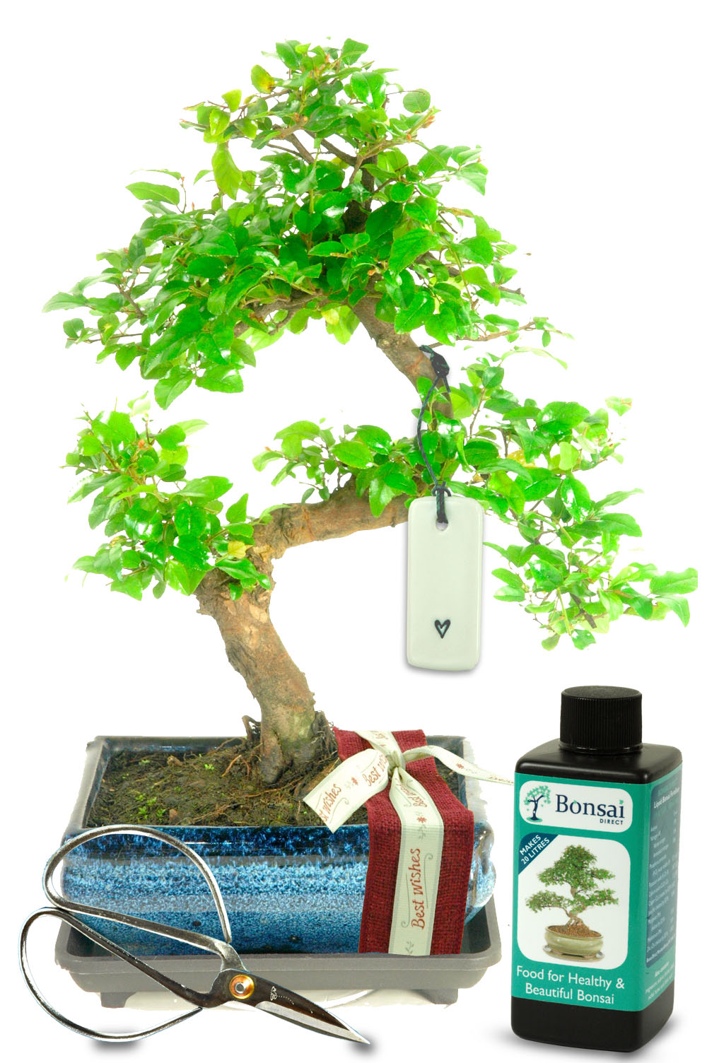 Natural Range Best Wishes Bonsai GIft
