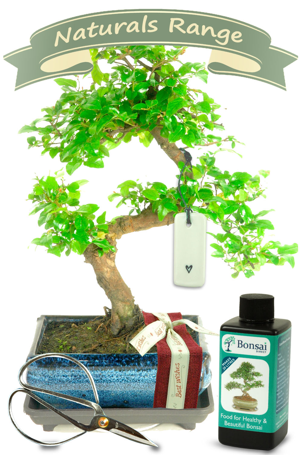 Natural Range Best Wishes Bonsai GIft