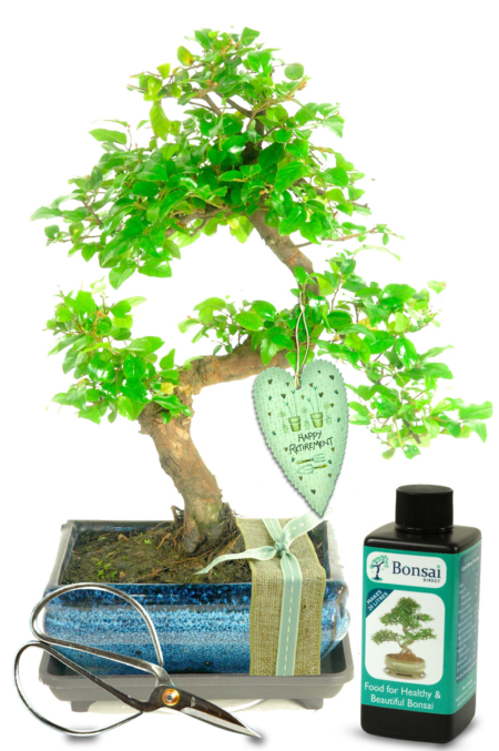 Natural Range Retirement Bonsai Gift