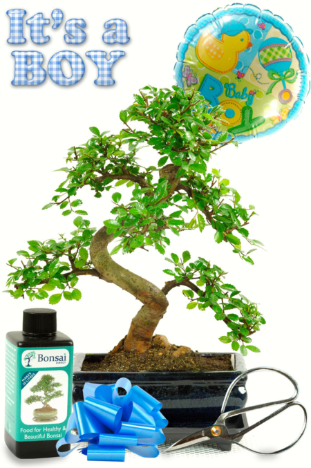 New Baby Boy Bonsai Gift