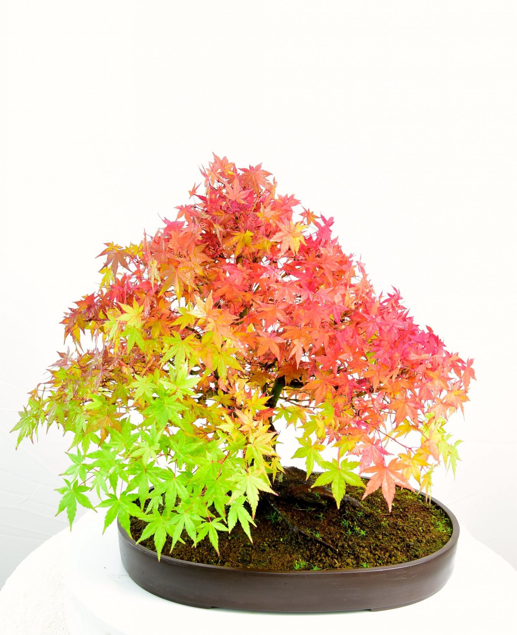 specimen japanese maple for sale