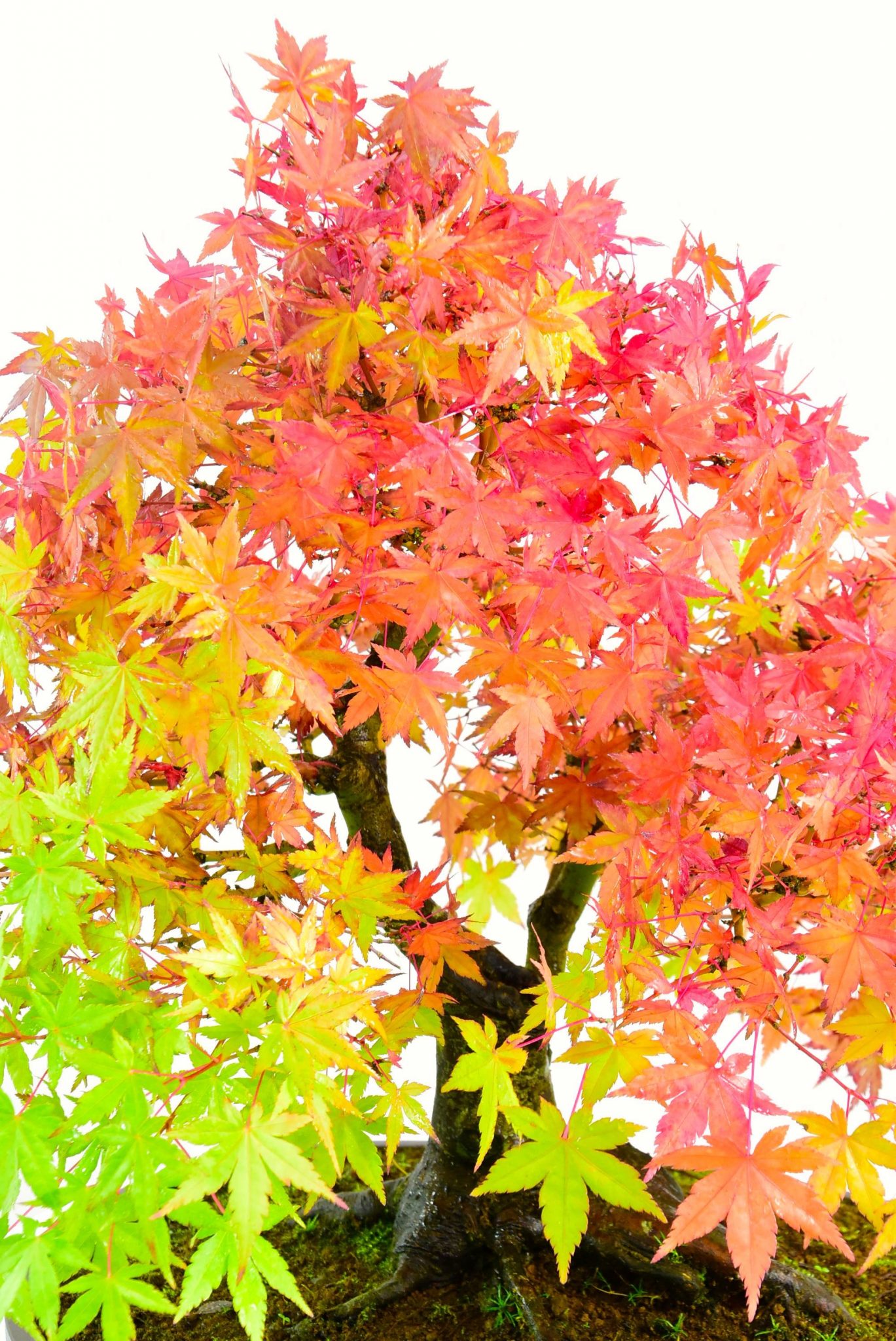 mature maple autumn leaves