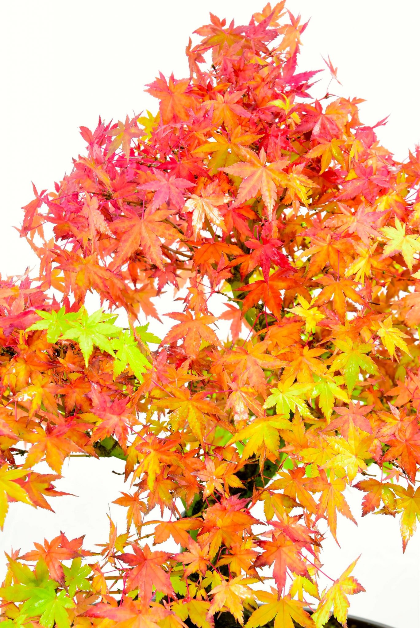 autumn colour of maple bonsai