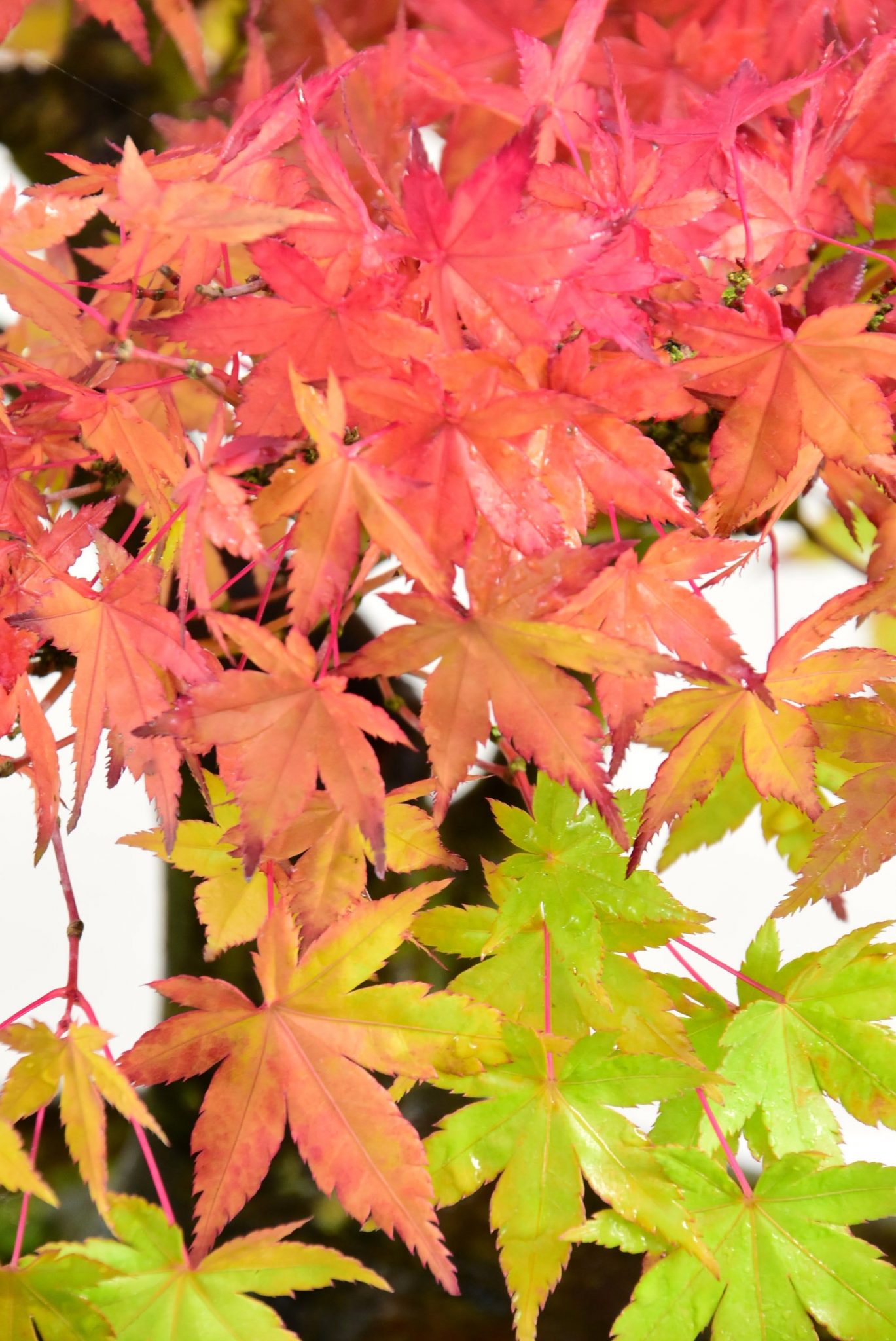 red vibrant green foliage