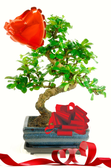 Oriental Tea Tree Bonsai Romantic Gift