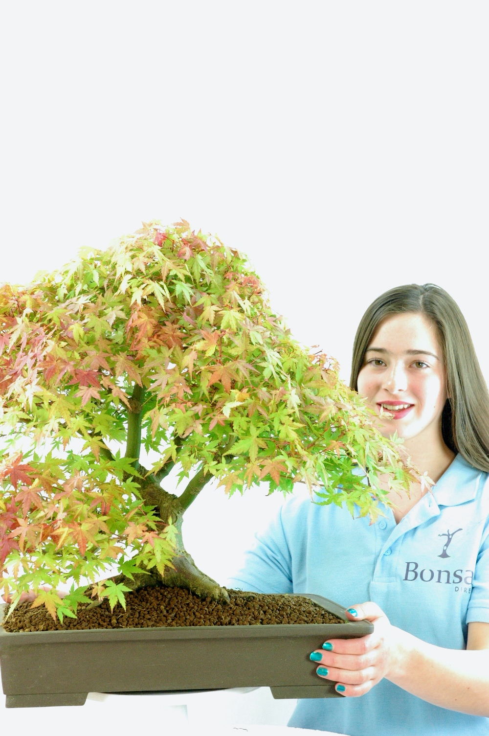 Outstanding Specimen Japanese Maple Bonsai (Acer palmatumm Kashima)