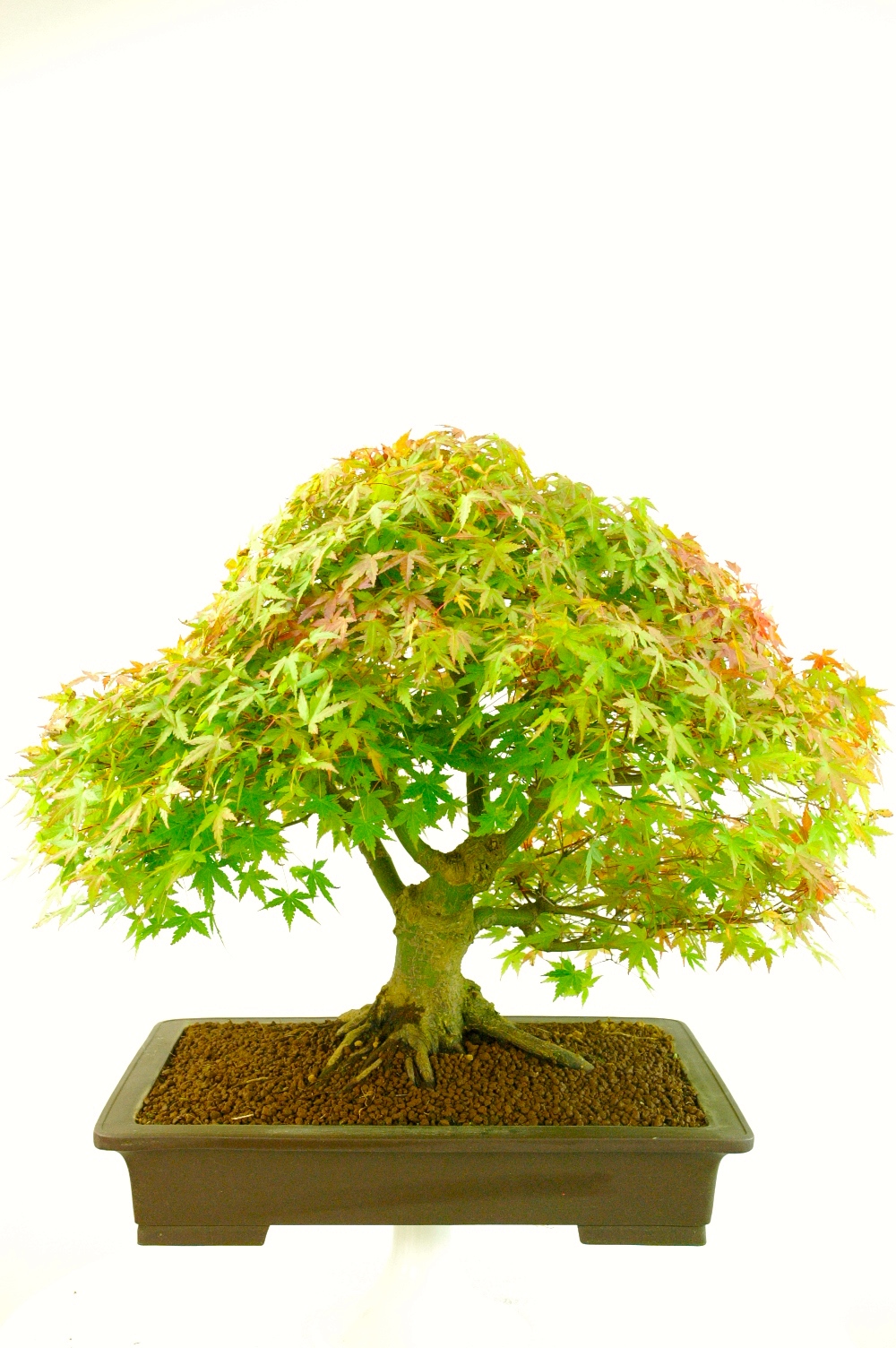 Striking foliage colour of maple bonsai