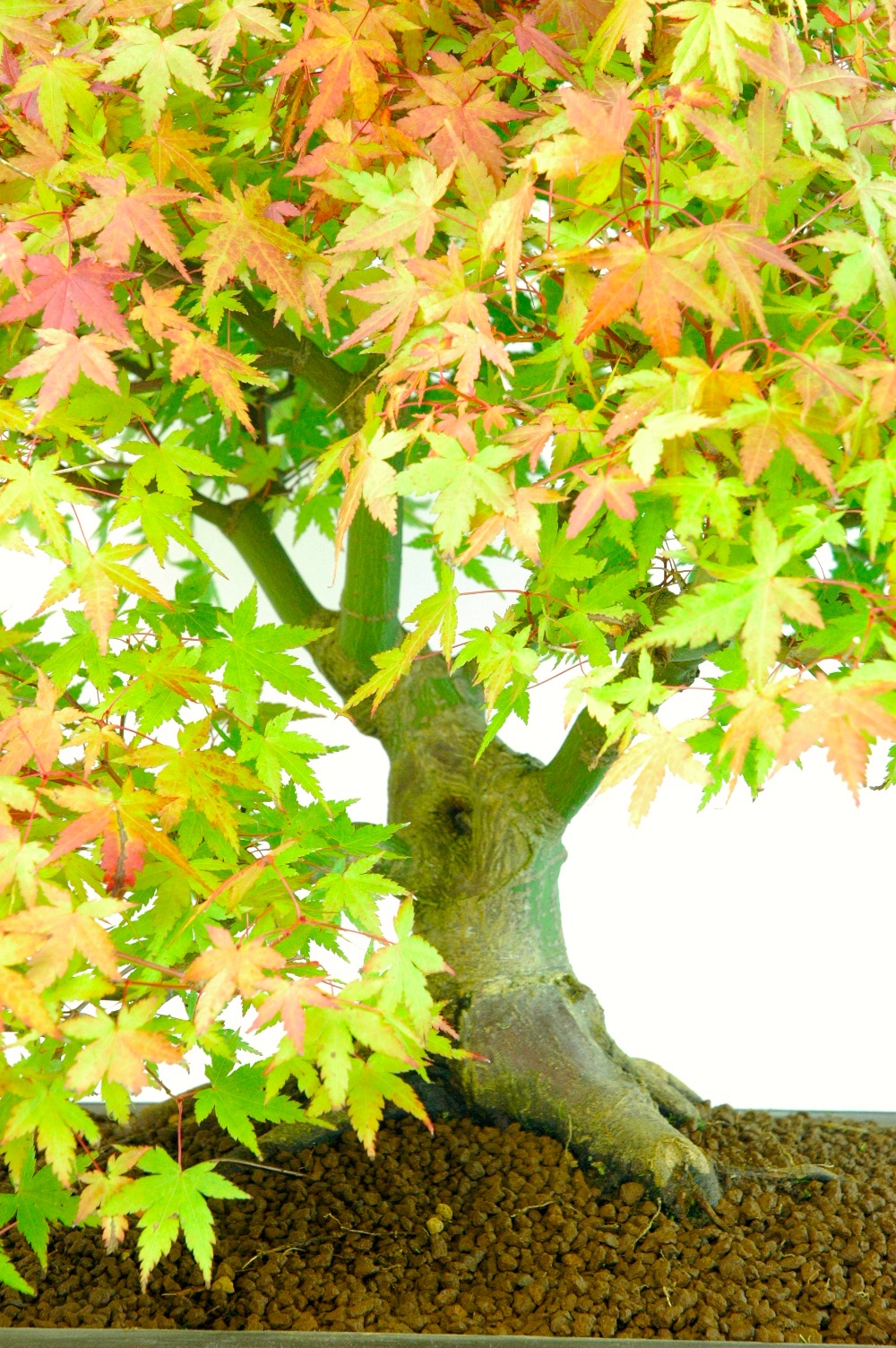 Outstanding Specimen Japanese Maple Bonsai (Acer palmatumm Kashima)
