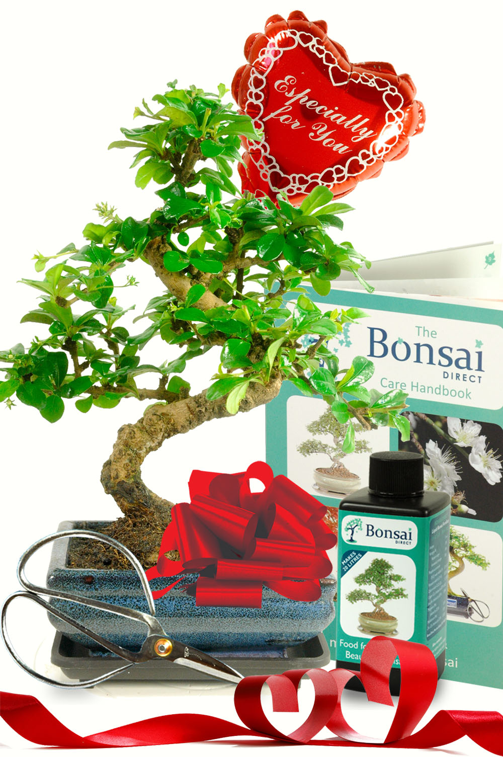 Outstanding Valentines Day Indoor Twisty Bonsai Kit