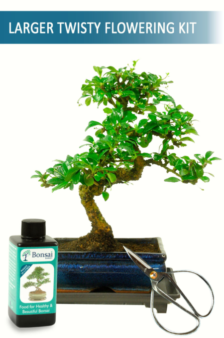 Perfect Bonsai Tree for your Desk