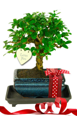 Pretty Flowering Valentine&apos;s Baby Bonsai Gift