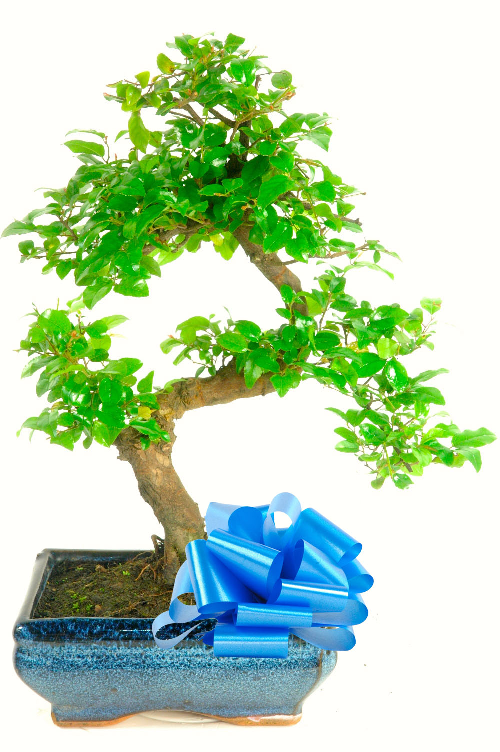 Special Offer Chinese Sweet Plum (GSAG1)