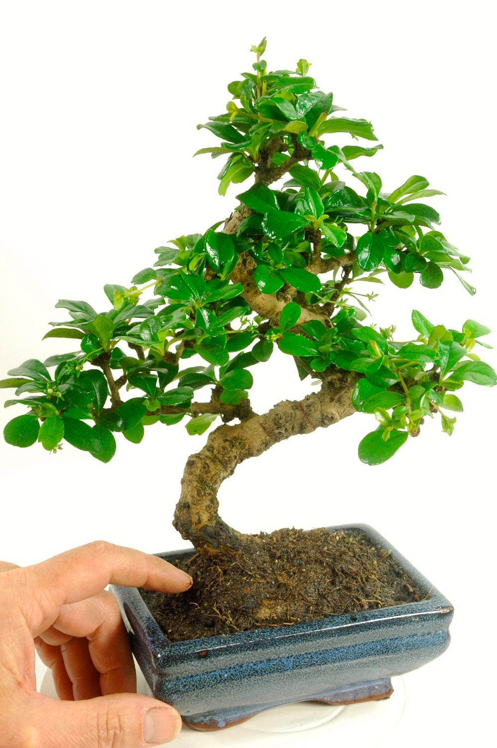 Special Offer Oriental Tea Tree (Carmona microphylla)