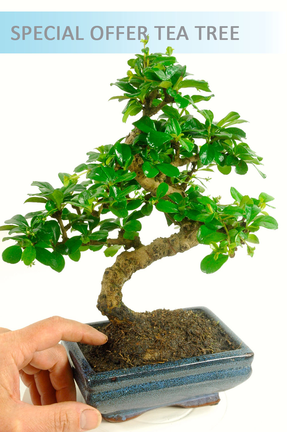 Special Offer Oriental Tea Tree (Carmona microphylla)