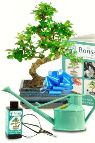 Amazing Twisty Flowering Carmona Bonsai Tree Kit