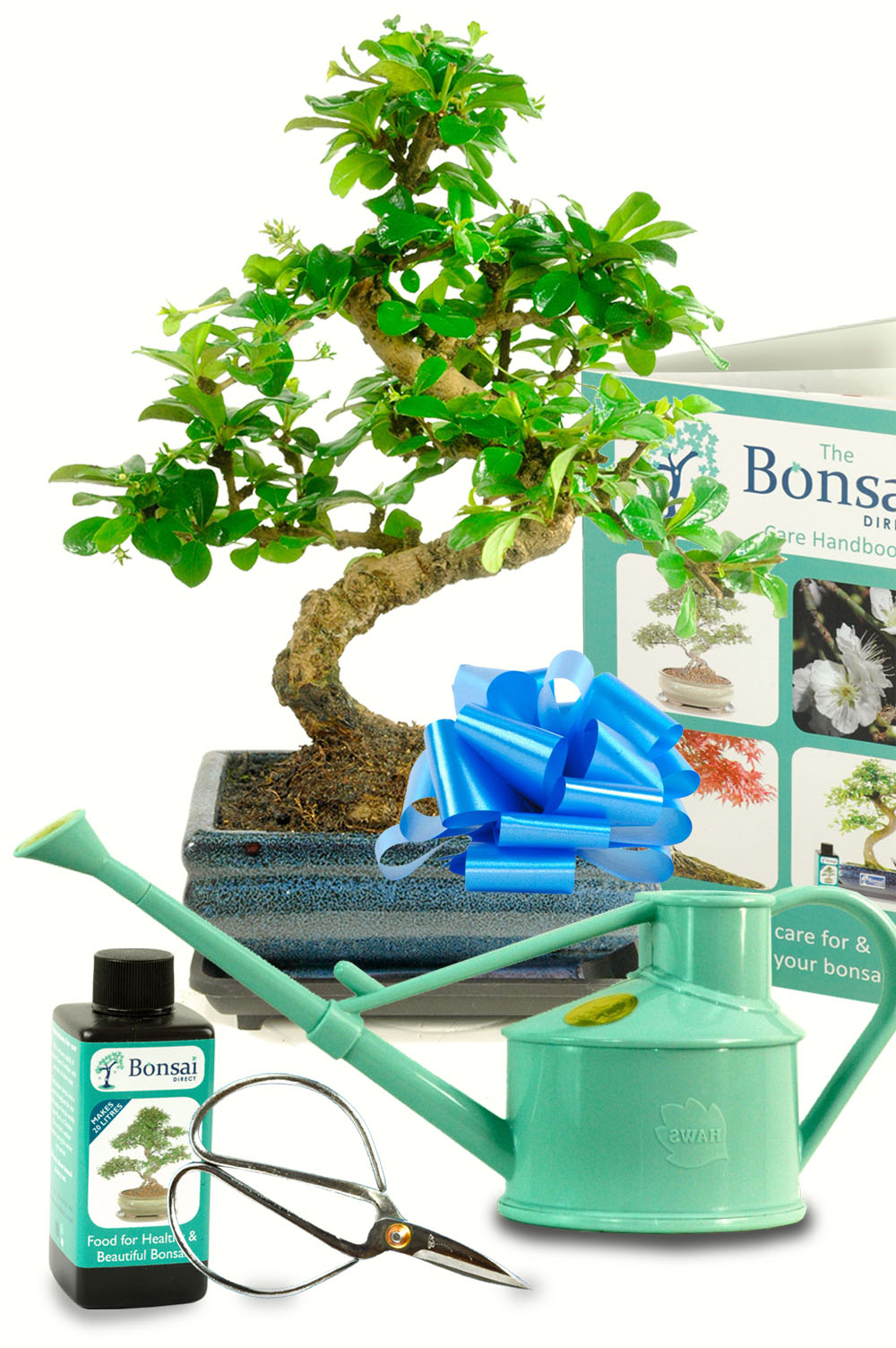 Amazing Twisty Flowering Carmona Bonsai Tree Kit